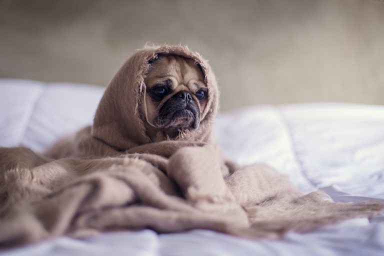 How to Build Epic Blanket Forts